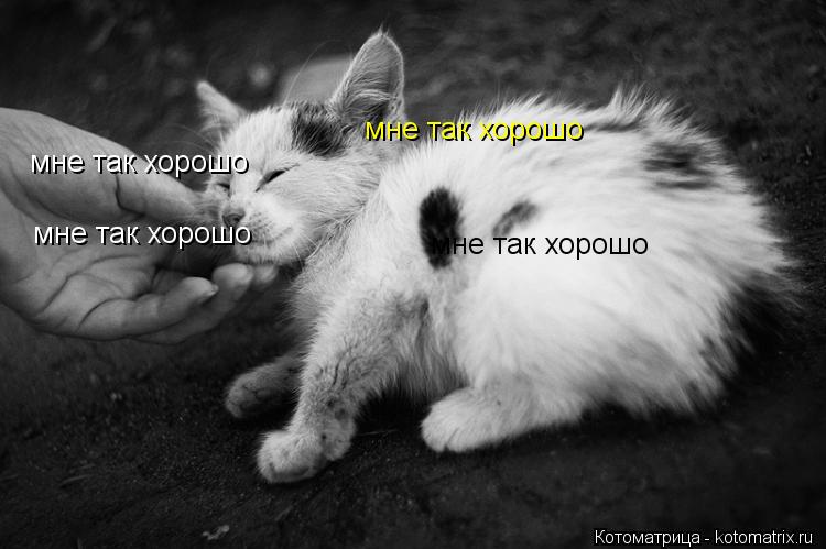 мне так хорошо мне так хорошо мне так хорошо мне так хорошо... Котоматрица: мне так хорошо мне так хорошо мне так хорошо мне так хорошо