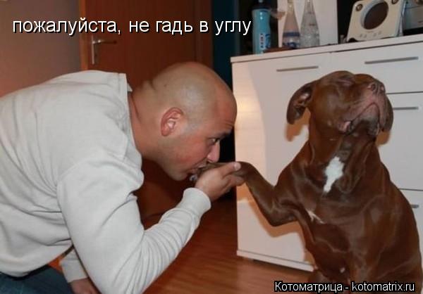 пожалуйста, не гадь в углу... Котоматрица: пожалуйста, не гадь в углу
