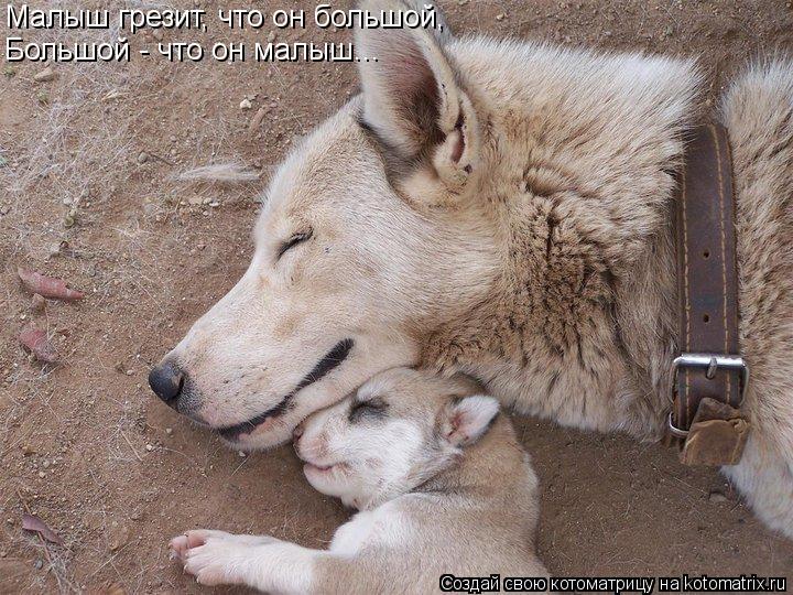 Малыш грезит, что он большой, Большой - что он малыш...... Котоматрица: Малыш грезит, что он большой, Большой - что он малыш...