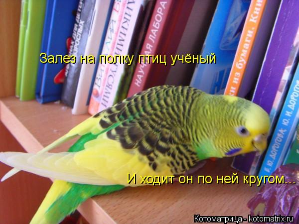 Котоматрица: Залез на полку птиц учёный И ходит он по ней кругом...