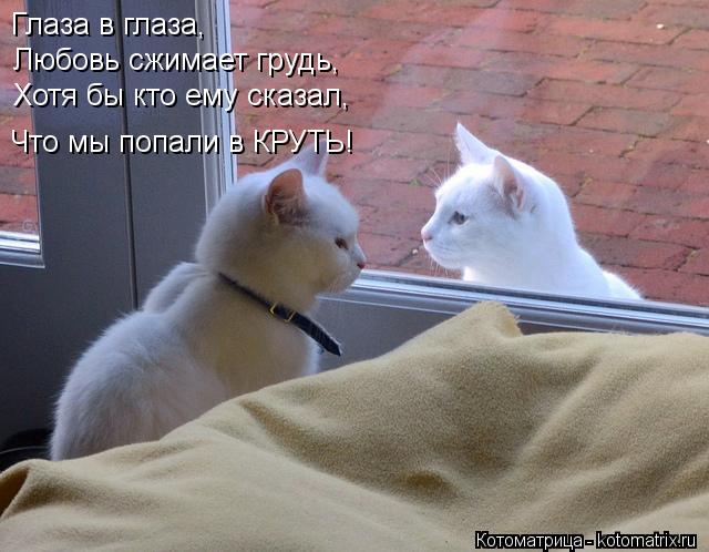 Глаза в глаза, Любовь сжимает грудь, Хотя бы кто ему сказал, Что мы попали в КРУТЬ!... Котоматрица: Глаза в глаза, Любовь сжимает грудь, Хотя бы кто ему сказал, Что мы попали в КРУТЬ!