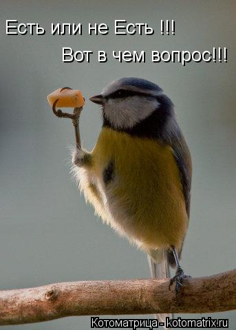 Котоматрица: Есть или не Есть !!! Вот в чем вопрос!!!