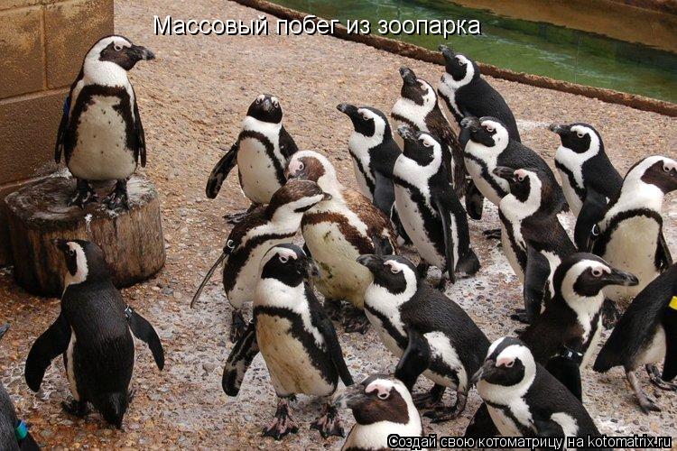 Массовый побег из зоопарка... Котоматрица: Массовый побег из зоопарка