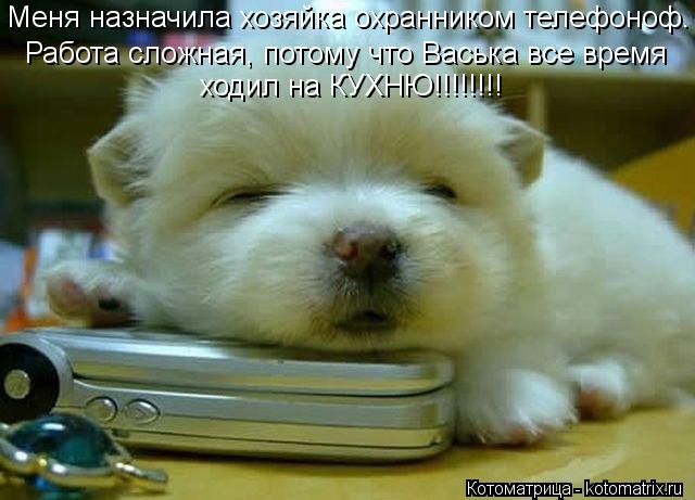 Меня назначила хозяйка охранником телефоноф. Работа сложная, потому что Васька все время ходил на КУ... Котоматрица: Меня назначила хозяйка охранником телефоноф. Работа сложная, потому что Васька все время ходил на КУХНЮ!!!!!!!!