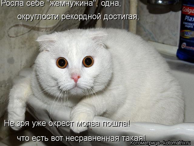 Котоматрица: Росла себе "жемчужина", одна,  что есть вот несравненная такая!  округлости рекордной достигая, Не зря уже окрест молва пошла!