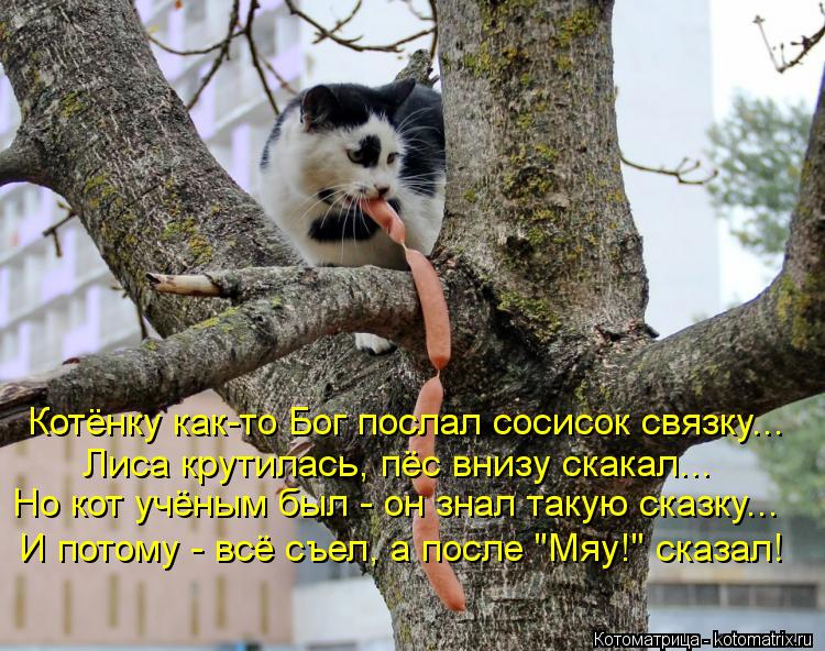 Котёнку как-то Бог послал сосисок связку... Лиса крутилась, пёс внизу скакал... Но кот учёным был - о... Котоматрица: Котёнку как-то Бог послал сосисок связку... Лиса крутилась, пёс внизу скакал... Но кот учёным был - он знал такую сказку... И потому - всё съел, а