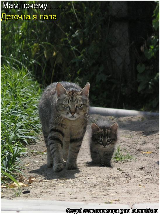 Котоматрица: Мам,почему......... Мам,почему......... Деточка я папа