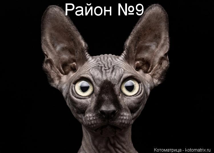 Котоматрица: Район №9