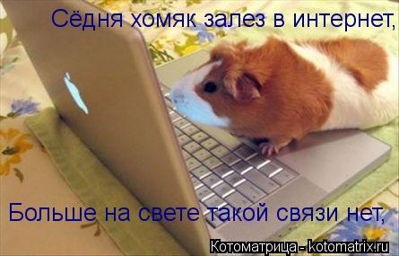 Сёдня хомяк залез в интернет, Больше на свете такой связи нет,... Котоматрица: Сёдня хомяк залез в интернет, Больше на свете такой связи нет,
