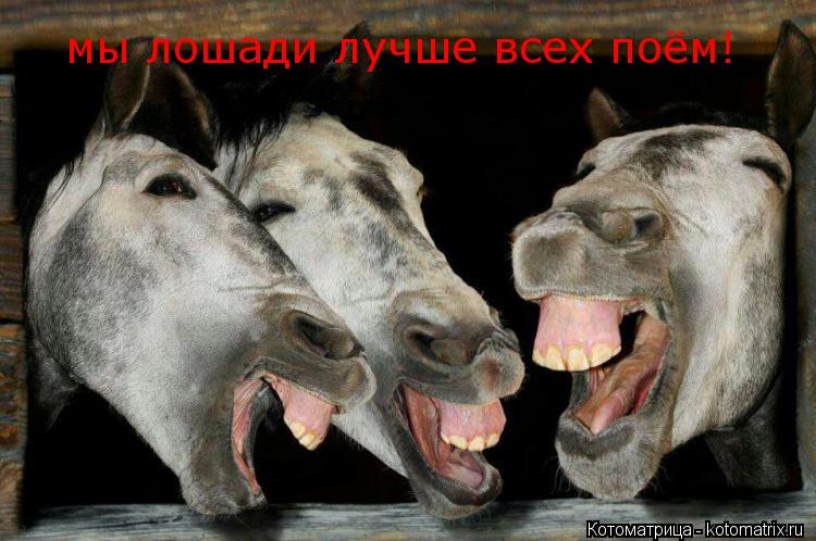 мы лошади лучше всех поём!... Котоматрица: мы лошади лучше всех поём!