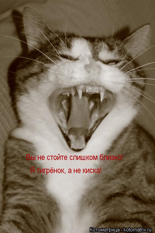 Вы не стойте слишком близко! Я тигрёнок, а не киска!... Котоматрица: Вы не стойте слишком близко! Я тигрёнок, а не киска!