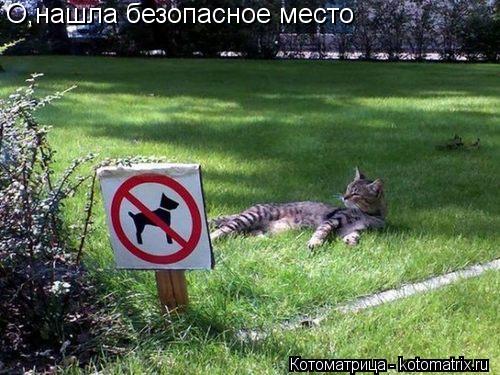О,нашла безопасное место... Котоматрица: О,нашла безопасное место