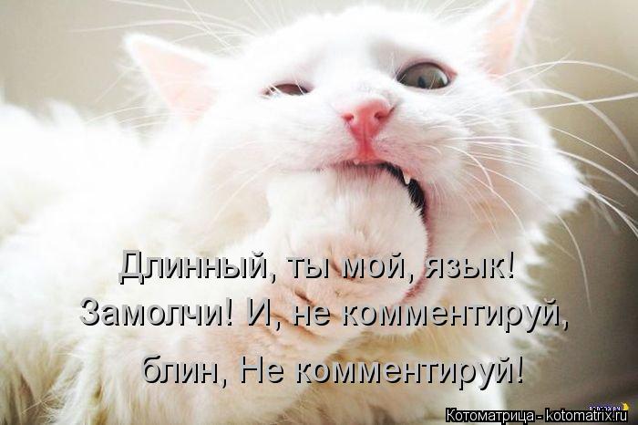 Котоматрица: Длинный, ты мой, язык! Замолчи! И, не комментируй, блин, Не комментируй!