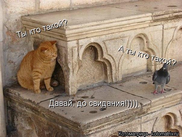 Ты кто такой? А ты кто такой? Давай, до свидания!))))... Котоматрица: Ты кто такой? А ты кто такой? Давай, до свидания!))))