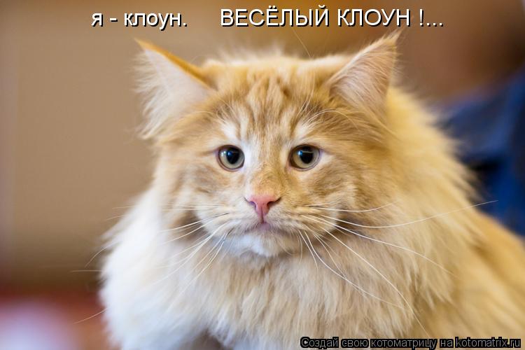 я - клоун. ВЕСЁЛЫЙ КЛОУН !...... Котоматрица: я - клоун. ВЕСЁЛЫЙ КЛОУН !...