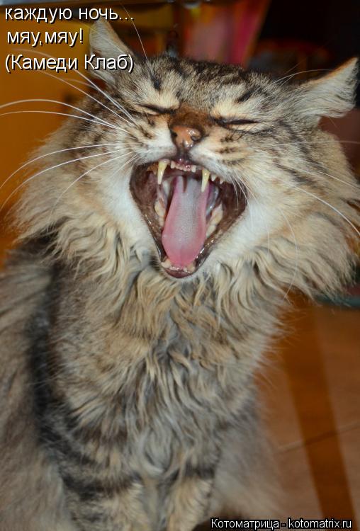 Котоматрица: каждую ночь... мяу,мяу! (Камеди Клаб)