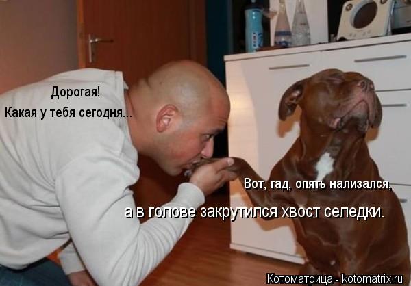Дорогая! Вот, гад, опять нализался, Какая у тебя сегодня... а в голове закрутился хвост селедки.... Котоматрица: Дорогая! Вот, гад, опять нализался, Какая у тебя сегодня... а в голове закрутился хвост селедки.