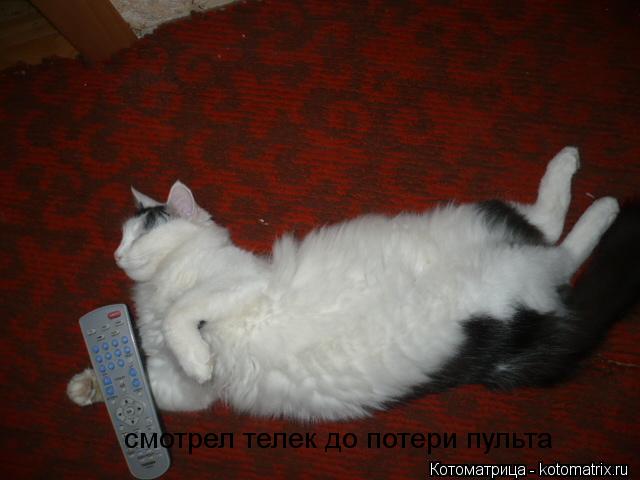смотрел телек до потери пульта... Котоматрица: смотрел телек до потери пульта