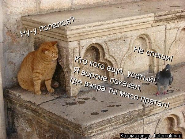 Ну-у попался? Не спеши! Кто кого ещё, усатый! где вчера ты мясо прятал! Я вороне показал,... Котоматрица: Ну-у попался? Не спеши! Кто кого ещё, усатый! где вчера ты мясо прятал! Я вороне показал,