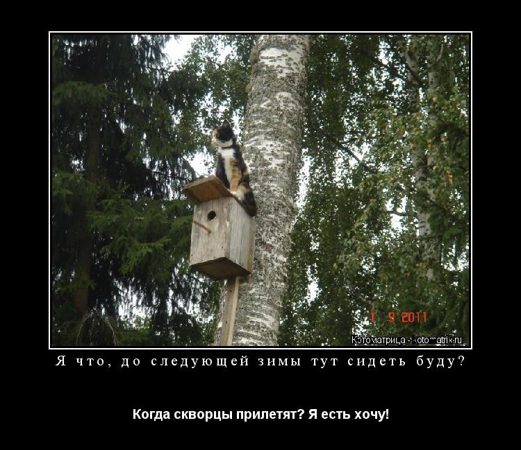 Я что, до следующей зимы тут сидеть буду? Когда скворцы прилетят? Я есть хочу!... Котоматрица: Я что, до следующей зимы тут сидеть буду? Когда скворцы прилетят? Я есть хочу!