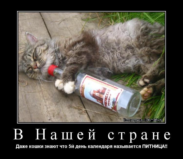 В Нашей стране Даже кошки знают что 5й день календаря называется ПИТНИЦА!!... Котоматрица: В Нашей стране Даже кошки знают что 5й день календаря называется ПИТНИЦА!!