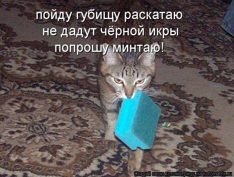 Котоматрица: пойду губищу раскатаю не дадут чёрной икры попрошу минтаю!