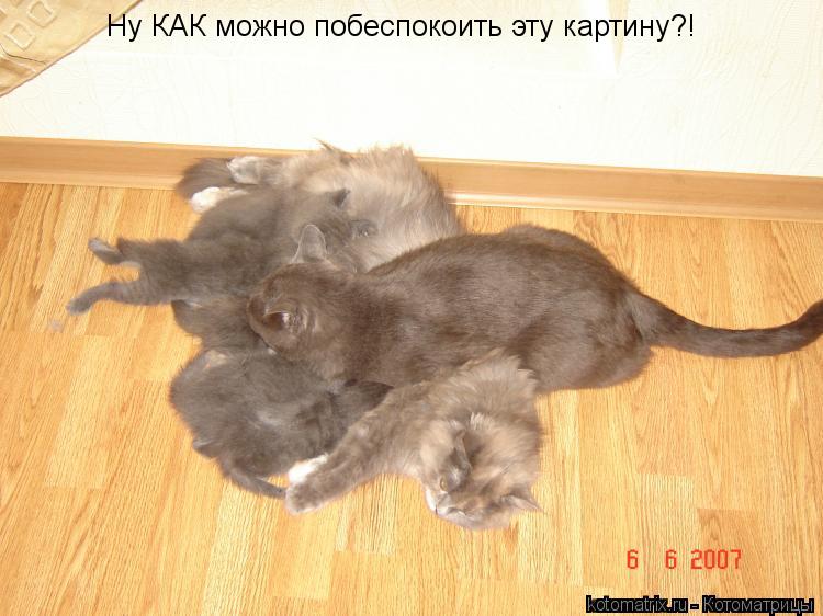 Ну КАК можно побеспокоить эту картину?!... Котоматрица: Ну КАК можно побеспокоить эту картину?!