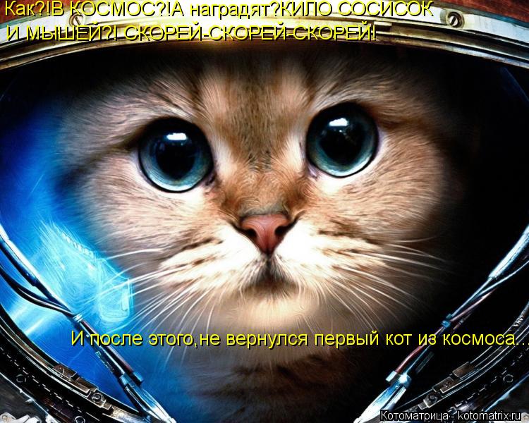 Как?!В КОСМОС?!А наградят?КИЛО СОСИСОК И МЫШЕЙ?! СКОРЕЙ-СКОРЕЙ-СКОРЕЙ! И после этого,не вернулся пе... Котоматрица: Как?!В КОСМОС?!А наградят?КИЛО СОСИСОК И МЫШЕЙ?! СКОРЕЙ-СКОРЕЙ-СКОРЕЙ! И после этого,не вернулся первый кот из космоса...