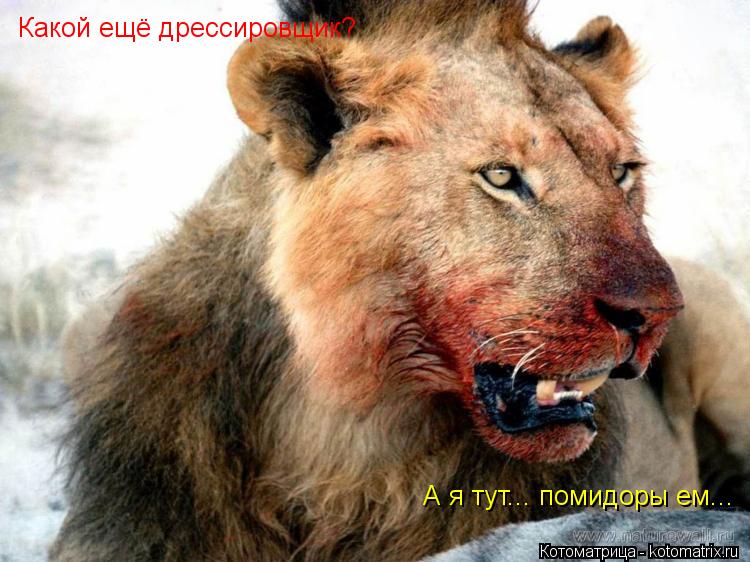 Котоматрица: Какой ещё дрессировщик?  А я тут... помидоры ем...