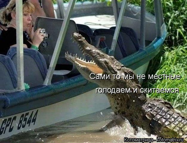 Сами то мы не местные голодаем и скитаемся голодаем и скитаемся... Котоматрица: Сами то мы не местные голодаем и скитаемся голодаем и скитаемся