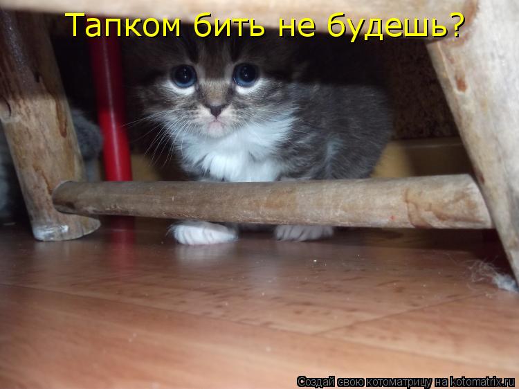 Тапком бить не будешь?... Котоматрица: Тапком бить не будешь?