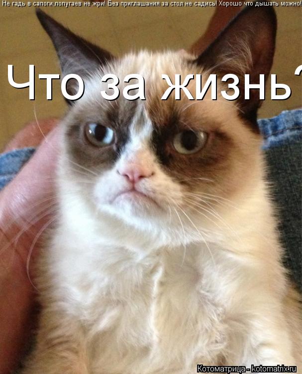 Не гадь в сапоги,попугаев не жри! Без приглашания за стол не садись! Хорошо что дышать можно! Что за ... Котоматрица: Не гадь в сапоги,попугаев не жри! Без приглашания за стол не садись! Хорошо что дышать можно! Что за жизнь?