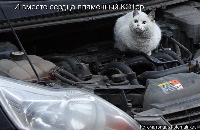 И вместо сердца пламенный КОТор!... Котоматрица: И вместо сердца пламенный КОТор!