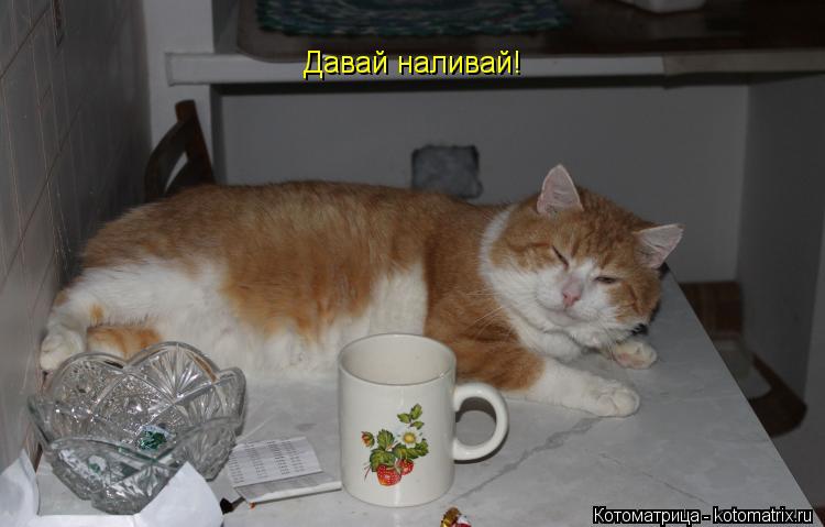 Котоматрица: Давай наливай!