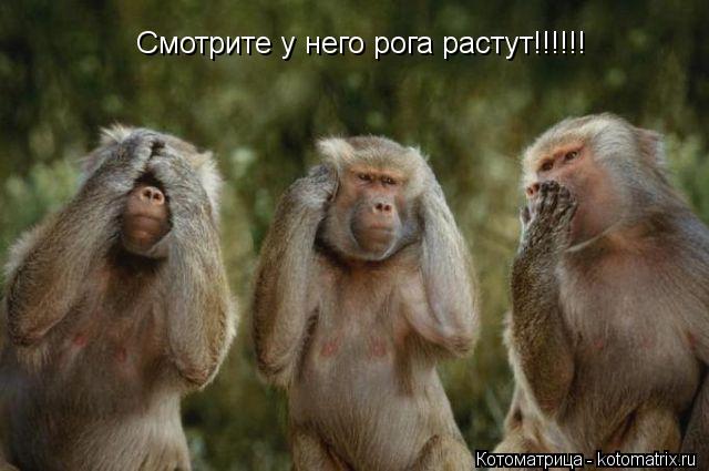 Котоматрица: Смотрите у него рога растут!!!!!!