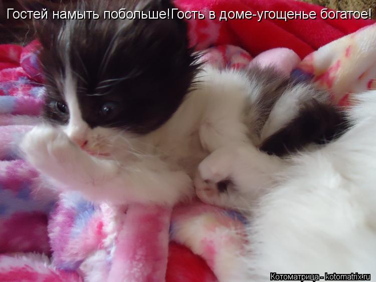 Гостей намыть побольше!Гость в доме-угощенье богатое!... Котоматрица: Гостей намыть побольше!Гость в доме-угощенье богатое!