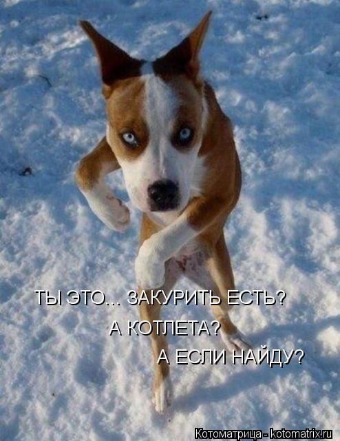 ТЫ ЭТО... ЗАКУРИТЬ ЕСТЬ? А КОТЛЕТА? А ЕСЛИ НАЙДУ?... Котоматрица: ТЫ ЭТО... ЗАКУРИТЬ ЕСТЬ? А КОТЛЕТА? А ЕСЛИ НАЙДУ?