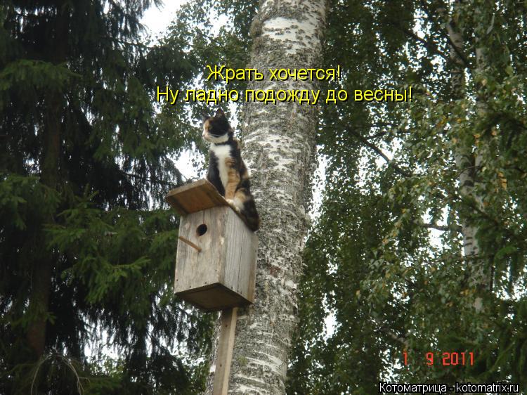 Котоматрица: Жрать хочется! Ну ладно подожду до весны!