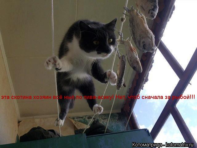 эта скотина хозяин всё ныл по пива-асику! Нет, чтоб сначала за рыбой!!!... Котоматрица: эта скотина хозяин всё ныл по пива-асику! Нет, чтоб сначала за рыбой!!!