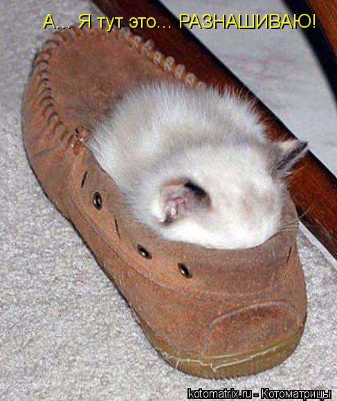 А... Я тут это... РАЗНАШИВАЮ!... Котоматрица: А... Я тут это... РАЗНАШИВАЮ!