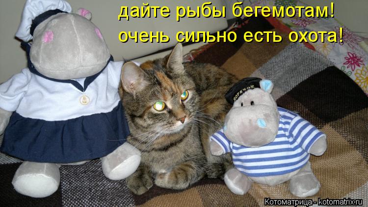 дайте рыбы бегемотам! очень сильно есть охота!... Котоматрица: дайте рыбы бегемотам! очень сильно есть охота!