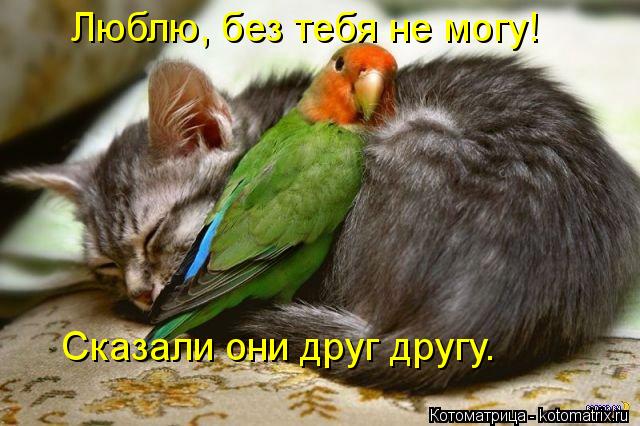 Люблю, без тебя не могу! Сказали они друг другу.... Котоматрица: Люблю, без тебя не могу! Сказали они друг другу.