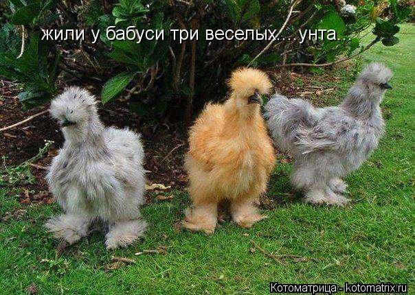 жили у бабуси три веселых....унта...... Котоматрица: жили у бабуси три веселых....унта...