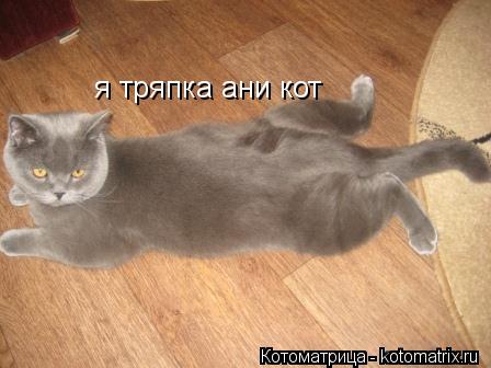 я тряпка ани кот... Котоматрица: я тряпка ани кот