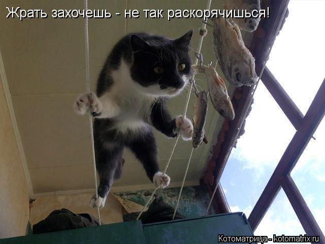 Котоматрица: Жрать захочешь - не так раскорячишься!