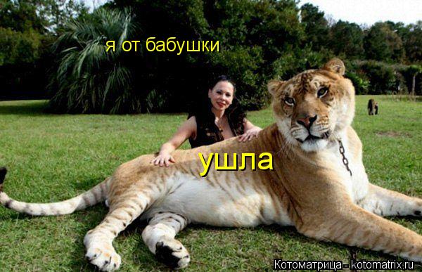 я от бабушки ушла... Котоматрица: я от бабушки ушла