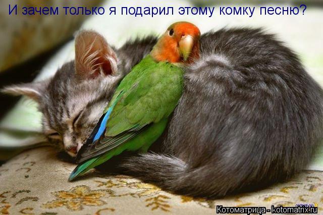 И зачем только я подарил этому комку песню?... Котоматрица: И зачем только я подарил этому комку песню?
