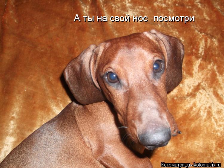 А ты на свой нос посмотри... Котоматрица: А ты на свой нос посмотри