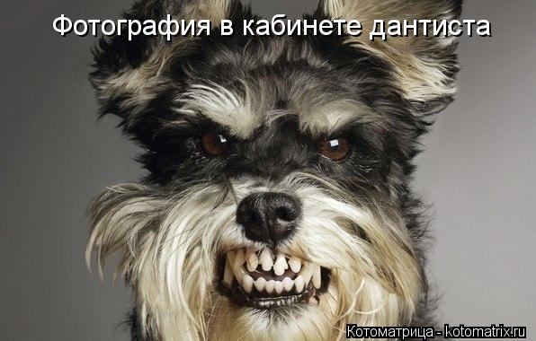 Котоматрица: Фотография в кабинете дантиста