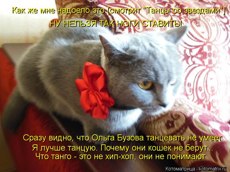 Котоматрица: Как же мне надоело это [смотрит "Танцы со звездами"] НУ НЕЛЬЗЯ ТАК НОГИ СТАВИТЬ!  Сразу видно, что Ольга Бузова танцевать не умеет. Я лучше тан